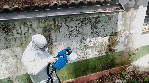 Trusted Black Mold Removal service in Clayton, GA - Cheap Mold Removal
